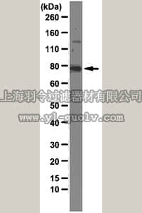 merck millipore,默克密理博,MAB2635,Anti-Mena Antibody, clone A351F7D9