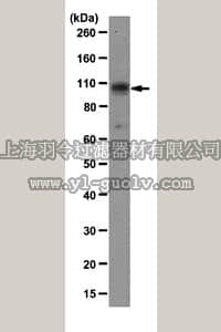 merck millipore,默克密理博,MAB2636,Anti-SERCA2 Antibody, clone IID8