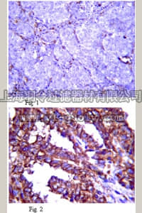 merck millipore,默克密理博,MAB2642,Anti-Fibrillin-2 Antibody, clone 48