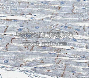 merck millipore,默克密理博,MAB3067,Anti-Connexin 43 Antibody, clone 4E6.2