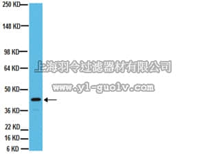 merck millipore,默克密理博,MAB3068,Anti-Connexin 43 Antibody, CT