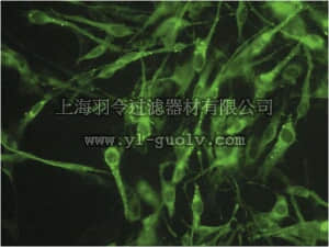merck millipore,默克密理博,MAB3100-C,Anti-Connexin 45 Antibody, near CT, cytoplasmic, clone 8A11.2 (Ascites Free)