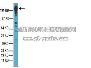 merck millipore,默克密理博,MAB3118,Anti-DYKDDDDK (FLAG epitope tag) Antibody, clone 2EL-1B11