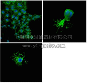merck millipore,默克密理博,MAB326A4,Anti-CNPase Antibody, clone 11-5B, Alexa Fluor488 Conjugate