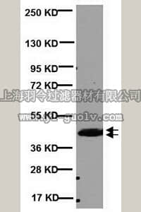 merck millipore,默克密理博,MAB326R,Anti-CNPase Antibody, clone 11-5B