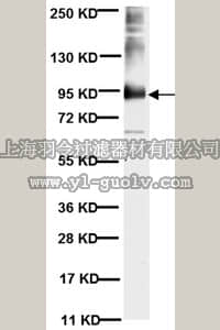 merck millipore,默克密理博,MAB3309,Anti-MMP-9 Antibody, near CT, clone 56-2A4