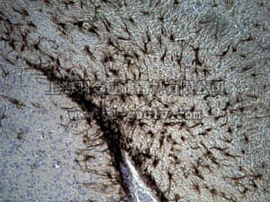 merck millipore,默克密理博,MAB3402B,Anti-GFAP Antibody, Biotin Conjugate,MAB3402B