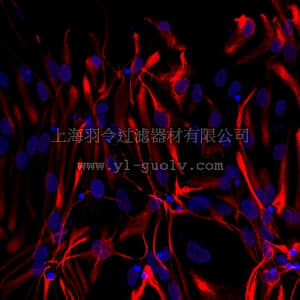 merck millipore,默克密理博,MAB3402C3,Anti-GFAP Antibody, Cy3 Conjugate