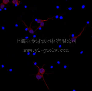 merck millipore,默克密理博,MAB3418C3,Anti-MAP2 Antibody, clone AP20, Cy3 Conjugate