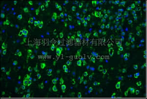 merck millipore,默克密理博,MAB3420A4,Anti-Tau-1 Antibody, clone PC1C6, Alexa Fluor 488 Conjugate,MAB3420A4