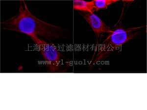 merck millipore,默克密理博,MAB3422,Anti-Histone Antibody, clone H11-4
