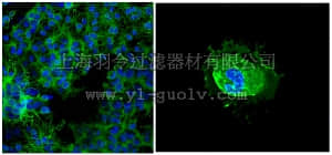 merck millipore,默克密理博,MAB342A4,Anti-Galactocerebroside Antibody, clone mGalC, Alexa Fluor488 Conjugate