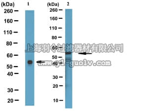 merck millipore,默克密理博,MAB3430,Anti-Desmin Antibody, clone DE-B-5
