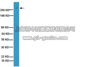 merck millipore,默克密理博,MAB3442,Anti-von Willebrand Factor Antibody, clone 21-43