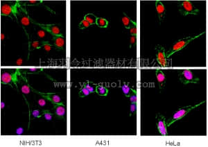merck millipore,默克密理博,MAB3448,Anti-Heterochromatin Protein-1 β Antibody, clone 1MOD-1A9