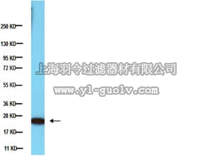 merck millipore,默克密理博,MAB3450,Anti-Heterochromatin Protein-1 gamma Antibody, clone 2MOD-1G6