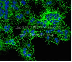 merck millipore,默克密理博,MAB345A4,Anti-O4 Antibody, clone 81, Alexa Fluor488 Conjugate