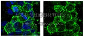 merck millipore,默克密理博,MAB345,Anti-O4 Antibody, clone 81