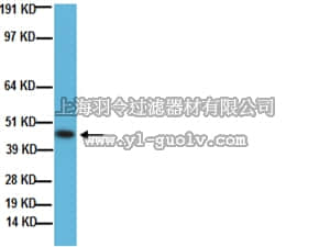 merck millipore,默克密理博,MAB347,Anti-Growth Associated Protein 43 Antibody, clone 9-1E12