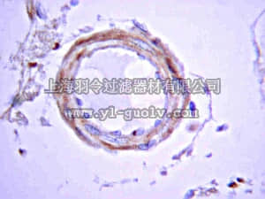 merck millipore,默克密理博,MAB348-100UL,Anti-APP A4 Antibody, a.a. 66-81 of APP (NT), clone 22C11