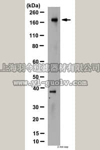 merck millipore,默克密理博,MAB3480,Anti-CFTR Antibody, a.a. 1370-1380, clone M3A7