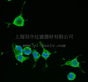 merck millipore,默克密理博,MAB348A4,Anti-Alzheimer Precursor Protein A4 Antibody, clone 22C11, Alexa488 Conj.