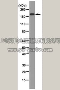 merck millipore,默克密理博,MAB3502-I,Anti-Angiotensin Converting Enzyme Antibody, clone 2E2