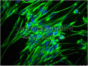 merck millipore,默克密理博,MAB353A4,Anti-Nestin Antibody, clone rat-401, Alexa Fluor 488 conjugate