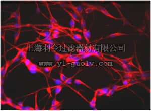 merck millipore,默克密理博,MAB353B,Anti-Nestin Antibody, clone rat-401, Biotin Conjugate