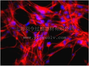 merck millipore,默克密理博,MAB353C3,Anti-Nestin Antibody, clone rat-401, Cy3 conjugate