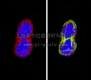 merck millipore,默克密理博,MAB354,Anti-Somatostatin Antibody, clone YC7