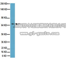 merck millipore,默克密理博,MAB361,Anti-Tau Antibody, a.a. 210-241, clone Tau-5