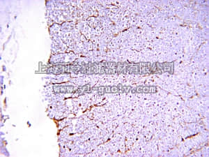 merck millipore,默克密理博,MAB363,Anti-NMDAR1 Antibody, clone 54.1