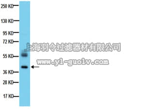 merck millipore,默克密理博,MAB368,Anti-Synaptophysin Antibody
