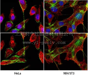 merck millipore,默克密理博,MAB374,Anti-Glyceraldehyde-3-Phosphate Dehydrogenase Antibody, clone 6C5