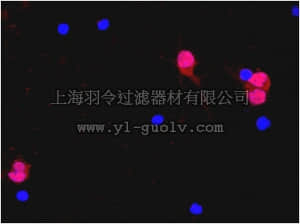 merck millipore,默克密理博,MAB377A5,Anti-NeuN Antibody, clone A60, Alexa Fluor 555 Conjugate