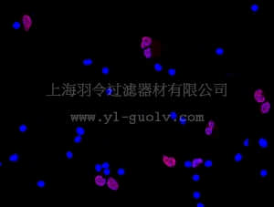 merck millipore,默克密理博,MAB377C3,Anti-NeuN Antibody, clone A60, Cy3 Conjugate