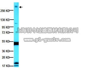 merck millipore,默克密理博,MAB378,Anti-MAP2A Antibody, 2B