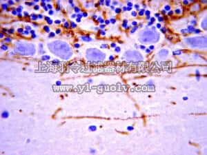 merck millipore,默克密理博,MAB382,Anti-Myelin Basic Protein Antibody, a.a. 129-138, clone 1