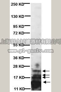 merck millipore,默克密理博,MAB386,Anti-Myelin Basic Protein Antibody, a.a. 82-87