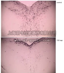 merck millipore,默克密理博,MAB390-100UG,Anti-p75 LNGFR Antibody, Saporin conjugated, clone 192