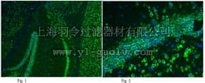 merck millipore,默克密理博,MAB397A4,Anti-GluR2 Antibody, clone 6C4, Alexa Fluor 488 Conjugate,MAB397A4