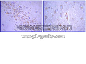 merck millipore,默克密理博,MAB397,Anti-Glutamate Receptor 2 Antibody, extracellular, clone 6C4