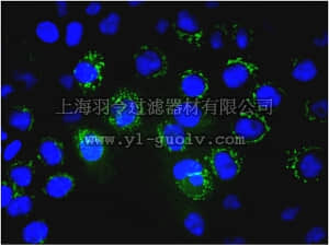 merck millipore,默克密理博,MAB4155A4,Anti-BCRP1 Antibody, clone 5D3, Alexa Fluor 488 conjugate
