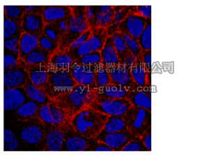 merck millipore,默克密理博,MAB4155,Anti-BCRP1 Antibody, clone 5D3