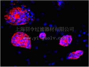 merck millipore,默克密理博,MAB4301C3,Anti-SSEA1 Antibody, clone MC-480, Cy3 conjugate