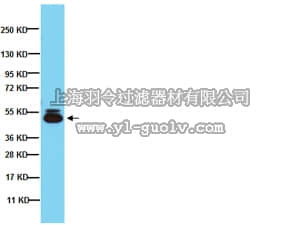 merck millipore,默克密理博,MAB4305,Anti-Oct-4 Antibody, clone 9E3.2