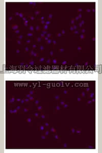 merck millipore,默克密理博,MAB4343,Anti-SOX-2 Antibody