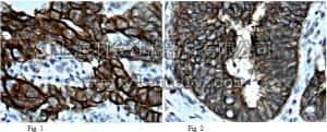 merck millipore,默克密理博,MAB4344,Anti-GATA-4 Antibody, clone 13G4.2