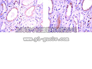 merck millipore,默克密理博,MAB4350,Anti-BMP-7 Antibody, clone 2A10